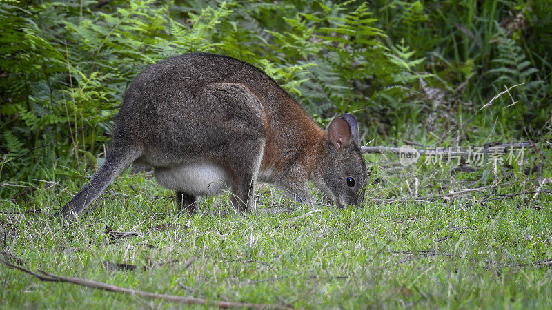 年轻的 Pademelon (Thylogale)